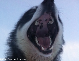 Træning af bjørnehund